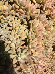 × Graptosedum