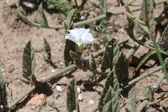 Convolvulus hermanniae
