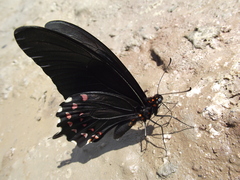 Heraclides rogeri pharnaces