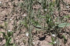 Convolvulus hermanniae