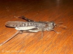 Locusta