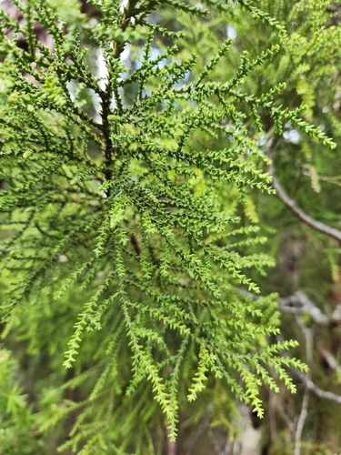 Yellow silver pine (Lepidothamnus intermedius)