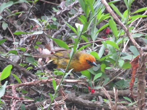 Spectacled Weaver (Ploceus ocularis), photo 10