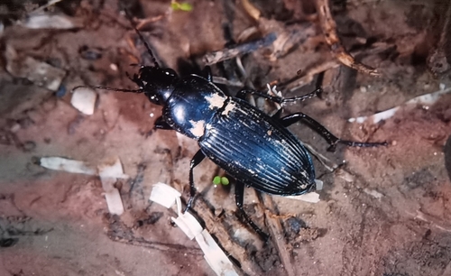 Poecilus gebleri
