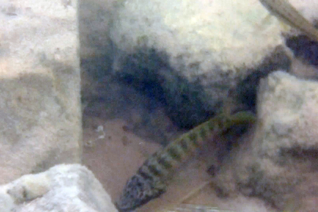 Horei cichlid (Ctenochromis horei) — Cichlidae