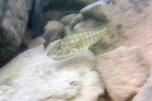 Ctenochromis horei