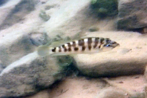 Banded lamprologus (Neolamprologus fasciatus) — Cichlidae — 3