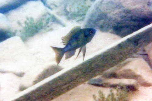 Aulonocranus dewindti