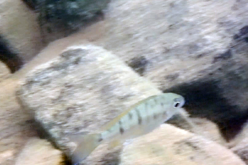 Ophthalmotilapia nasuta