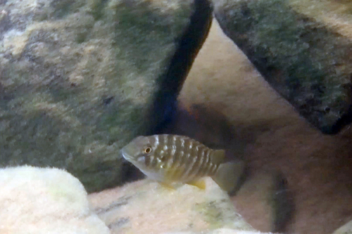 Petrochromis polyodon