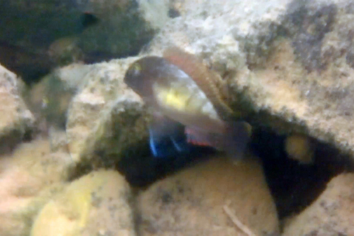 Tropheus moorii