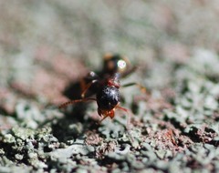 Dolichoderus sibiricus