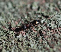 Dolichoderus sibiricus