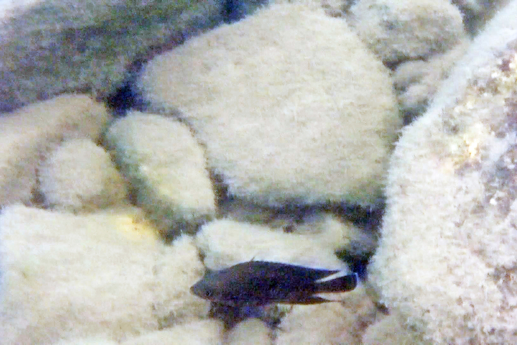 Blue-eyed cichlid (Variabilichromis moorii) — Cichlidae