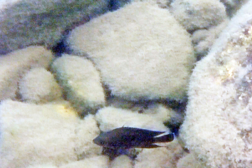 Variabilichromis moorii