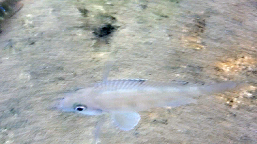 Spotfin sanddweller (Xenotilapia spiloptera) — Cichlidae — 3