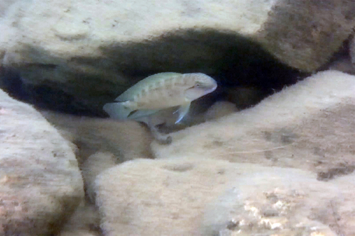 Telmatochromis temporalis