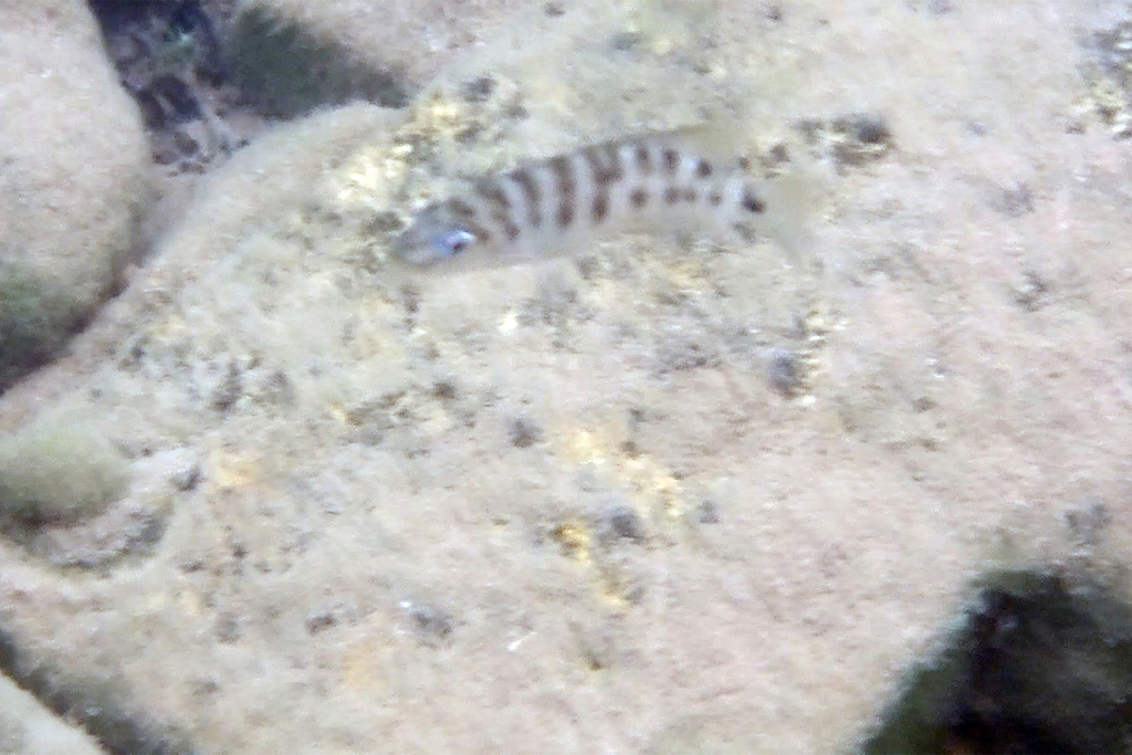 Banded lamprologus (Neolamprologus fasciatus) — Cichlidae