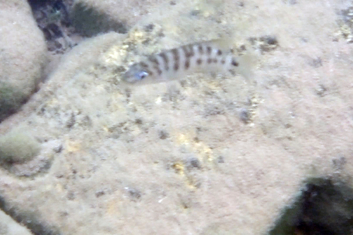 Neolamprologus fasciatus