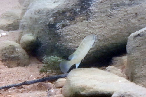 Temporalis cichlid (Telmatochromis temporalis) — Cichlidae — 5