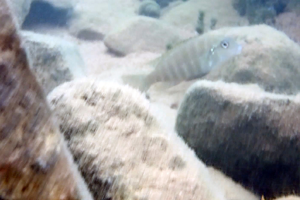 Babaults cichlide (Pseudosimochromis babaulti) — Cichlidae