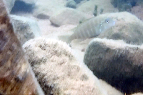 Pseudosimochromis babaulti