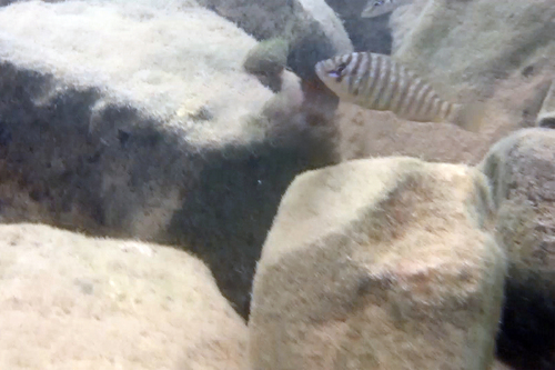 Petrochromis fasciolatus