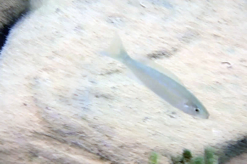 Perissodus microlepis