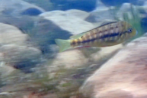 Tanganyika-streepcichlide (Simochromis diagramma) — Cichlidae