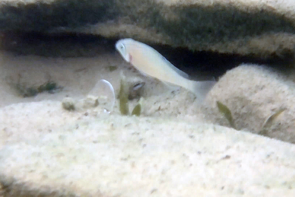 Spotfin sanddweller (Xenotilapia spiloptera) — Cichlidae
