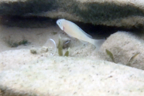 Xenotilapia spiloptera