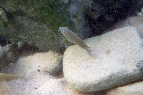 Eretmodus cyanostictus