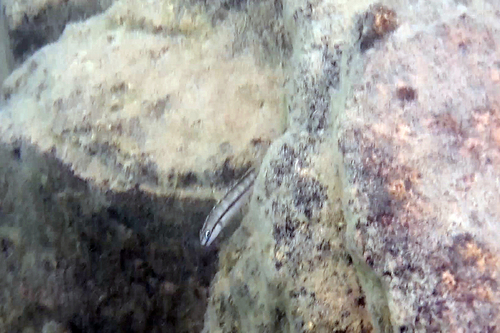 Telmatochromis vittatus