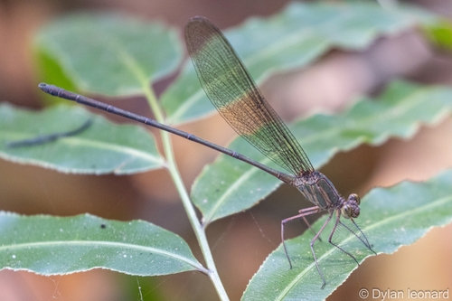 Glistening Demoiselle photo 3