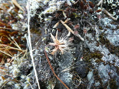 Microseris bigelovii