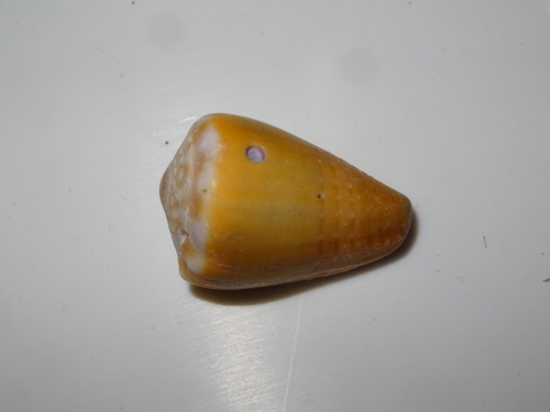 Conus frigidus observed 2025-09-28