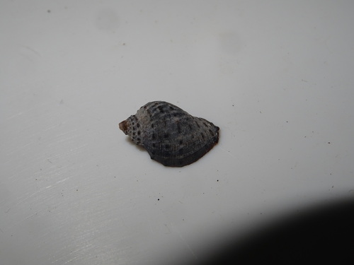 Purpura persica observed 2025-09-28