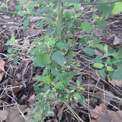 Chenopodium album