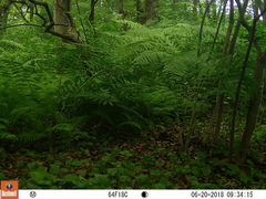 Dumetella carolinensis