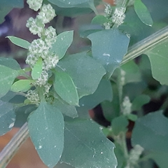 Chenopodium album