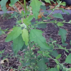 Chenopodium album
