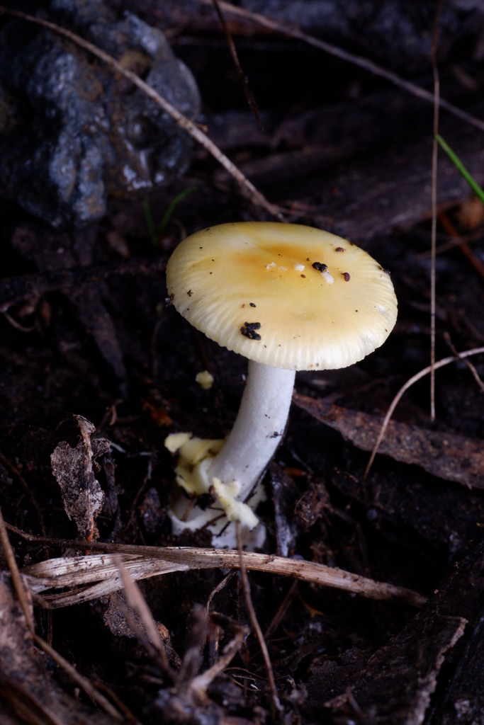 Amanita xanthocephala · September 2025 · photo: © celadonfern (iNaturalist, cc-by)