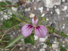 Pelargonium longicaule