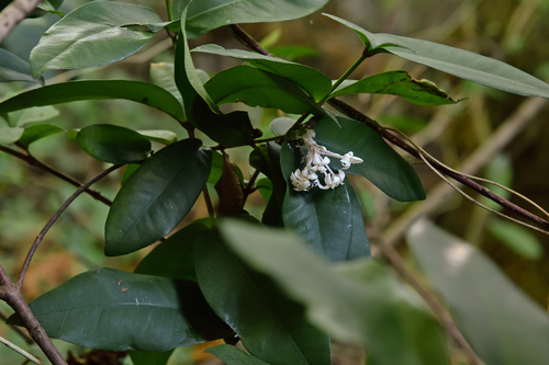 Ixora philippinensis, photograph 1