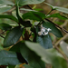 Ixora philippinensis - Photo (c) 國立臺灣博物館, algunos derechos reservados (CC BY), subido por 國立臺灣博物館