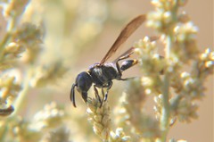 Zethus nigricornis