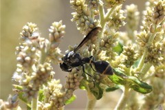 Zethus nigricornis
