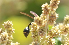 Zethus nigricornis