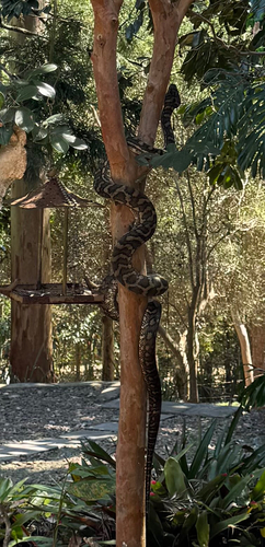 Coastal Carpet Python sighting