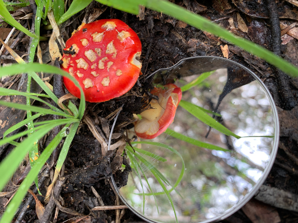 Amanita xanthocephala · September 2025 · photo: © celadonfern (iNaturalist, cc-by)